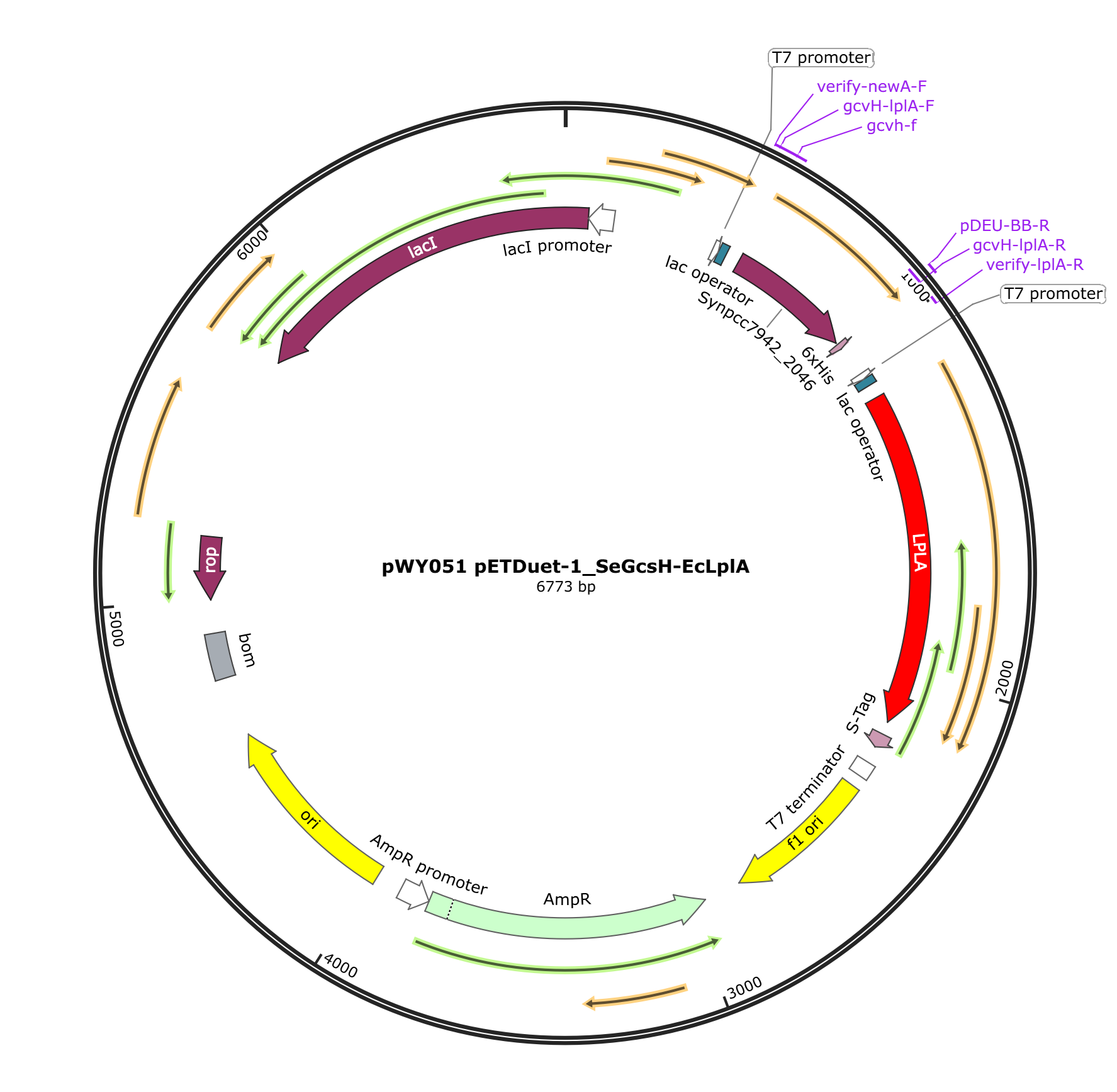 pWY051 pETDuet-1_SeGcsH-EcLplA载体图谱.png
